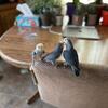 Handfed Baby Peachface Lovebirds