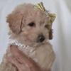POODLE