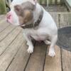 Rehoming Tri Male Pocket Bully