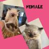 Ragdoll kittens available 
