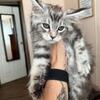 Beautiful Maine Coon kittens in NC
