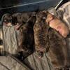 English bulldog puppies one female  left
