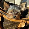 AKC Proven Yorkie available for stud