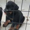 Rottweiler Akc German Lines