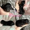 Ckc registered mini dachshunds all long haired