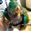 Baby Male Solomon Island Eclectus So Sweet!