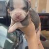 puppy on sale