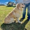 AKC Registered Golden Retriever STUD (PROVEN and HANDSOME)