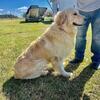 LIGHT Golden Retriever STUD! (Negotiable Fee)