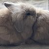 Rare Lionhead & Lop Bunnies