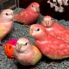 Bourkes Parakeets, many colors available