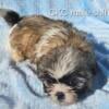 CKC Shih Tzu Puppies