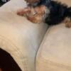 Female Yorkie Pup For Sale