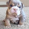 English Bulldog Puppy For Free