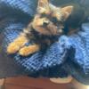 Tiny Teacup Size Morkie Female