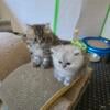 Persian kittens for sale