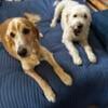 Rehoming Golden doodle brothers