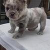  Fluffy Frenchbulldog for sale