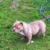 Female Exotic Bully *Pet home
