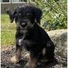 Mini schnauzer- Blue Heeler puppy