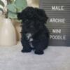 AKC Mini Poodle Puppies For Sale