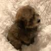 CASH - Toy Poodle - AKC registration