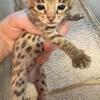 For Sale Savannah kittens