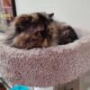 Beautiful Retired Tortoiseshell Persian Female - Available for Adoption