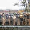 Darling AKC Great Dane Puppies