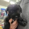 Miniature Schnoodles  Male Ready To Go Home 