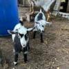 Nigerian Dwarf Bucklings