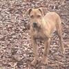 American Pitbull male pup 