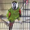 Macaws