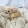 CKC Chihuahua puppies