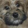 Yorkie Terrier