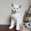 White Female Kitten - 8 Weeks Old