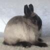 Purebred Netherland Dwarf Bunny Rabbit Siamese Sable Doe