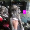 American Bully Puppies 