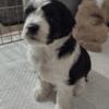 mini aussiedoodle puppies available