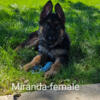 German Shepherd puppies in Iowa