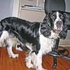 AKC European Bred English Springer For Stud