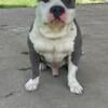 Rehoming  American bully