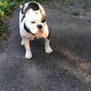 Exotic Bullies For Sale