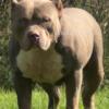 XL American Bully (Stud)