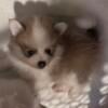 Cuddly, fluffy Pomeranian male puppy