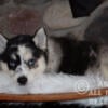 Pomsky Puppies Available