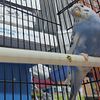 parakeets on sale with or with out cages