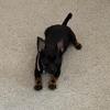 Needs a new home , Mommy passed away