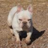 French Bulldog Puppies!