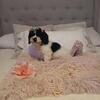 Cavachon female puppy 